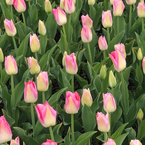 Meet your Posher, Joyce - Picture 6 of 6